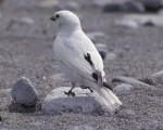 Островная пуночка - Plectrophenax hyperboreus photo gallery-7