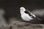 Пуночка - Plectrophenax nivalis photo gallery-1