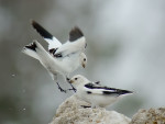 Пуночка - Plectrophenax nivalis photo gallery-11