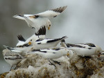 Пуночка - Plectrophenax nivalis photo gallery-12