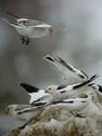 Пуночка - Plectrophenax nivalis photo gallery-13