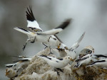 Пуночка - Plectrophenax nivalis photo gallery-15