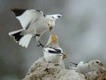 Пуночка - Plectrophenax nivalis photo gallery-16