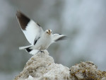 Пуночка - Plectrophenax nivalis photo gallery-17
