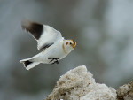 Пуночка - Plectrophenax nivalis photo gallery-18