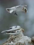 Пуночка - Plectrophenax nivalis photo gallery-19