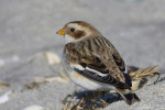 Пуночка - Plectrophenax nivalis photo gallery-2