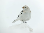 Пуночка - Plectrophenax nivalis photo gallery-3