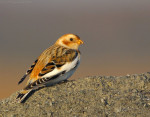 Пуночка - Plectrophenax nivalis photo gallery-4