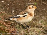 Пуночка - Plectrophenax nivalis photo gallery-5