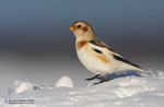 Пуночка - Plectrophenax nivalis photo gallery-5