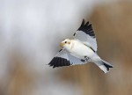 Пуночка - Plectrophenax nivalis photo gallery-6