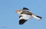 Пуночка - Plectrophenax nivalis photo gallery-8