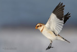 Пуночка - Plectrophenax nivalis photo gallery-9