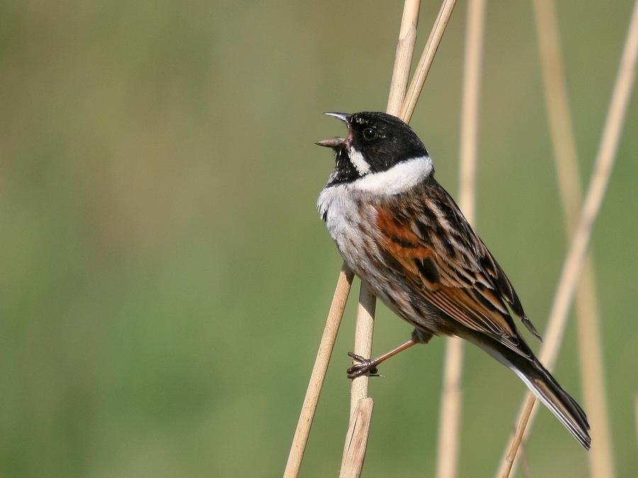 Рыжешейная овсянка - Schoeniclus yessoensis