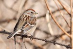 Древесная воробьиная овсянка - Spizella arborea photo gallery-6
