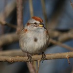 Древесная воробьиная овсянка - Spizella arborea photo gallery-8