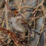 Древесная воробьиная овсянка - Spizella arborea photo gallery-9