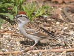 Малая воробьиная овсянка - Spizella passerina photo gallery-2