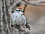 Малая воробьиная овсянка - Spizella passerina photo gallery-3