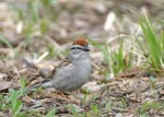 Малая воробьиная овсянка - Spizella passerina photo gallery-7