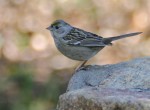 Чернобровая зонотрихия - Zonotrichia atricapilla photo gallery-1
