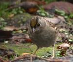 Чернобровая зонотрихия - Zonotrichia atricapilla photo gallery-4