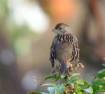 Чернобровая зонотрихия - Zonotrichia atricapilla photo gallery-6