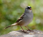 Белобровая зонотрихия - Zonotrichia leucophrys photo gallery-1