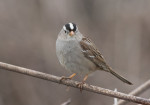 Белобровая зонотрихия - Zonotrichia leucophrys photo gallery-9