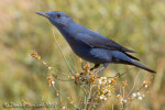 Синий каменный дрозд - Monticola solitarius фотография-1