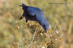 Синий каменный дрозд - Monticola solitarius фотография-3