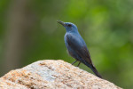 Синий каменный дрозд - Monticola solitarius фотография-4