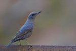 Синий каменный дрозд - Monticola solitarius фотография-6
