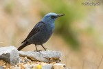 Синий каменный дрозд - Monticola solitarius фотография-7