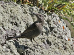 Синий каменный дрозд - Monticola solitarius фотография-8