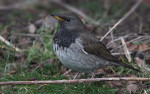 Чернозобый дрозд - Turdus atrogularis фотография-1