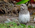 Чернозобый дрозд - Turdus atrogularis фотография-10