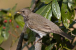 Чернозобый дрозд - Turdus atrogularis фотография-11