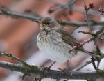 Чернозобый дрозд - Turdus atrogularis фотография-12