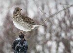Чернозобый дрозд - Turdus atrogularis фотография-13