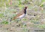 Чернозобый дрозд - Turdus atrogularis фотография-14