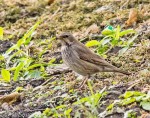 Чернозобый дрозд - Turdus atrogularis фотография-15