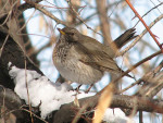 Чернозобый дрозд - Turdus atrogularis фотография-18