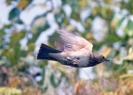 Чернозобый дрозд - Turdus atrogularis фотография-19