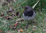 Чернозобый дрозд - Turdus atrogularis фотография-2