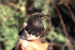 Чернозобый дрозд - Turdus atrogularis фотография-20