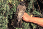 Чернозобый дрозд - Turdus atrogularis фотография-21