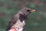 Чернозобый дрозд - Turdus atrogularis фотография-22