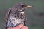 Чернозобый дрозд - Turdus atrogularis фотография-23